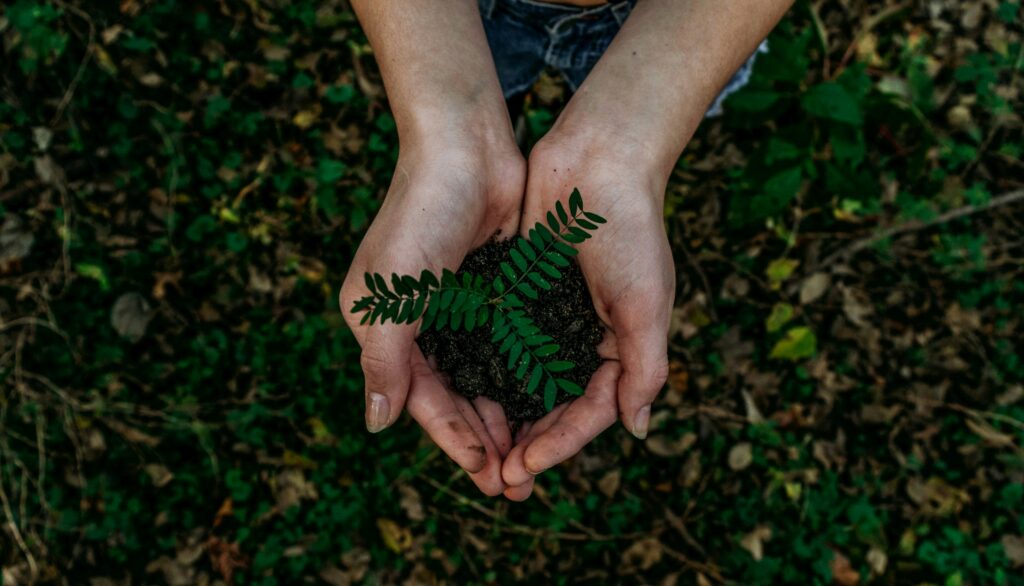 Photo looking down on someone's hands cupped together, holding a small growing plant or fern. In the background, the environment appears to be a forest ground, covered in small green plants, dirt and vines.